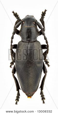 Carinatodorcadion Aethiops