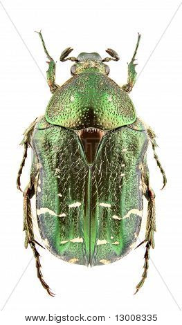 Cetonia Carthami