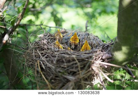 Life nest with chicks in the wild.