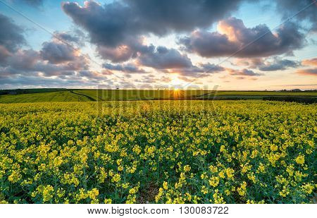 Beautiful Mustard Seed Fields