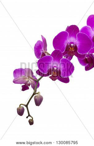 Dark Magenta Phalenopsis