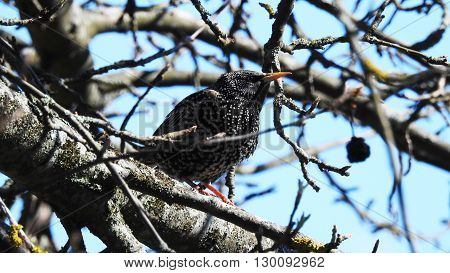 Bird. Spring Blue sky. Wild, Nature. Starling.
