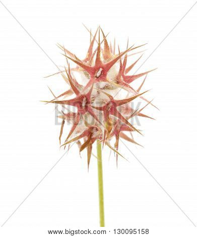 Flora Of Gran Canaria - Trifolium Stellatum