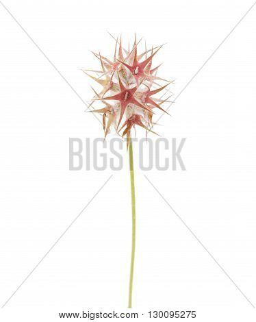 Flora Of Gran Canaria - Trifolium Stellatum