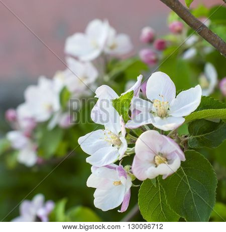 Beautiful Pink Apple Flowers In Close Up