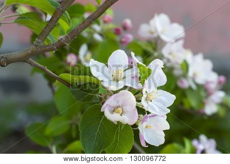 Beautiful Pink Apple Flowers In Close Up