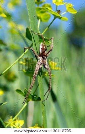 Cross spider (Pisaura mirabilis) spurge flowers hunts.
