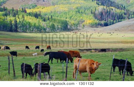 Aglivestock70