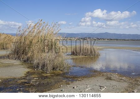 QUARTU S..E: Walk in the Park Molentargius - Sardinia - pond landscape with bushes