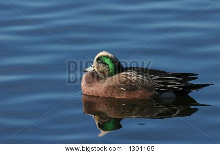 Green Teal