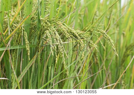 Fully grown paddy in a paddy field green agriculture land rural image of West Bengal India. Paddy is the biggest agricultural product of rural India especially in West Bengal India.