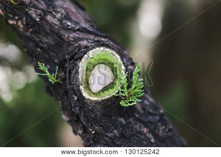 A small cut on the tree trunk with beautiful green leaves. Good background.