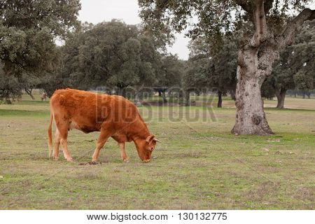 Beef cows grazing in the pastures of Extremadura in Spain