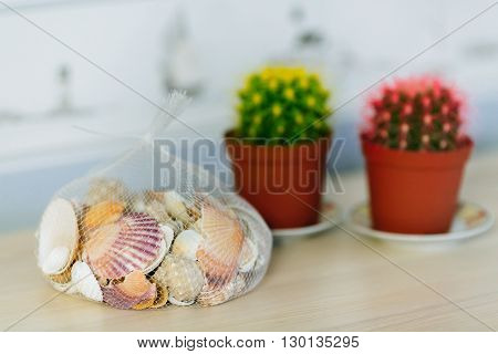 Shells and two succulents on the table