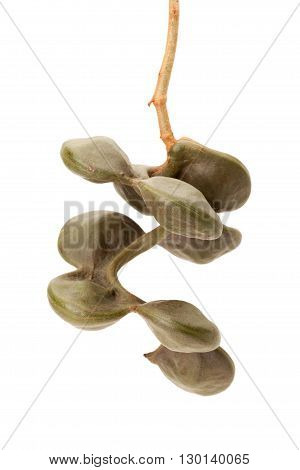 Archidendron Jiringa Seeds