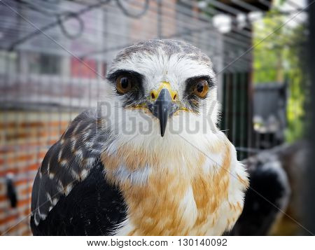 Young black shouldered kite (Elanus axillaris) kept in cage.