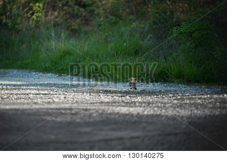 Eurasian Hoopoe Upupa epops on the road