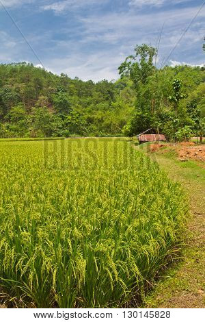 paddy rice in day time with clear sky