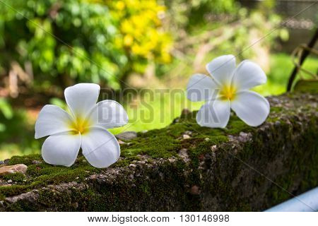 Plumeria, tropical flower on green moss wall
