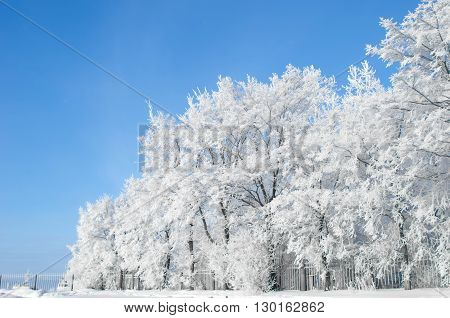 White trees in hoarfrost against the blue sky
