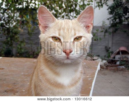 Katze