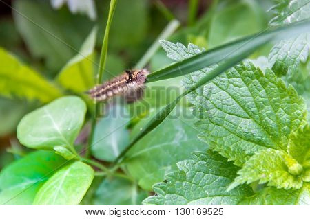Caterpillar on a green summer tree leaf