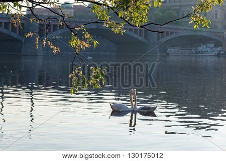 pair of swans on the river in early morning (focus on the branches of a tree)