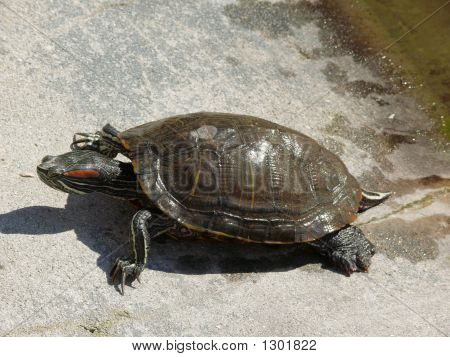 Turtle