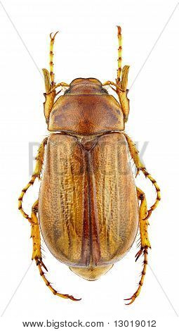 Firminus Fossulatus