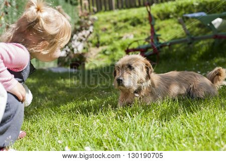 brown terrier breed dog lying on green grass lawn and looking blonde baby two years old