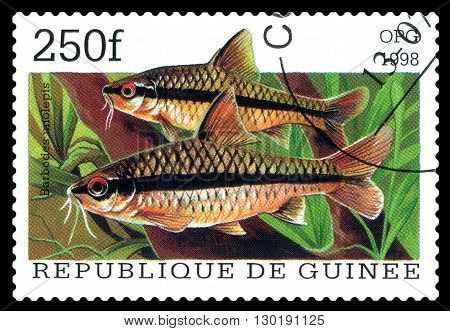 STAVROPOL RUSSIA - APRIL 30 2016: a stamp printed in Republique de Guinee show the fishes Barbodus miolepis series circa 1998