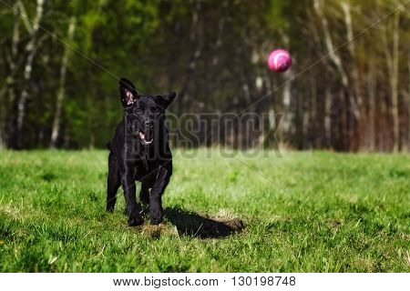 Black dog breed Labrador playing with a ball Park on a Sunny day quickly runs