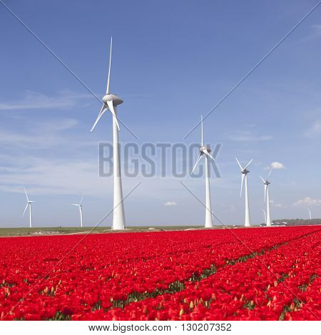 wind turbines against blue sky and red tulip field in noordoostpolder flevoland in the netherlands