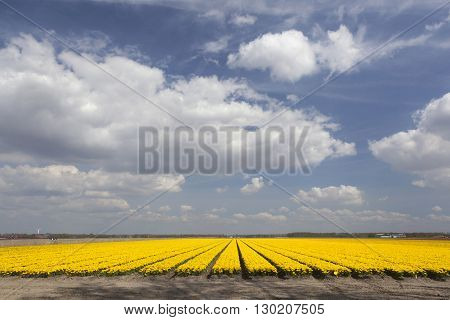 vast expance of yellow tulips in dutch flower field and blue sky with clouds