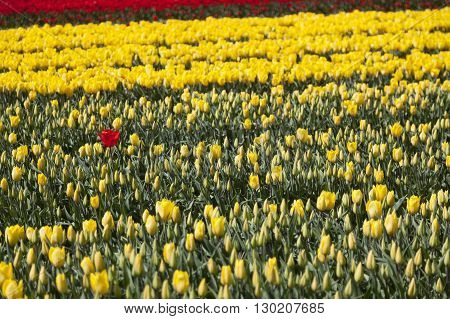 one red tulip seems lost between a lot of yellow flowers and buds in dutch flower field