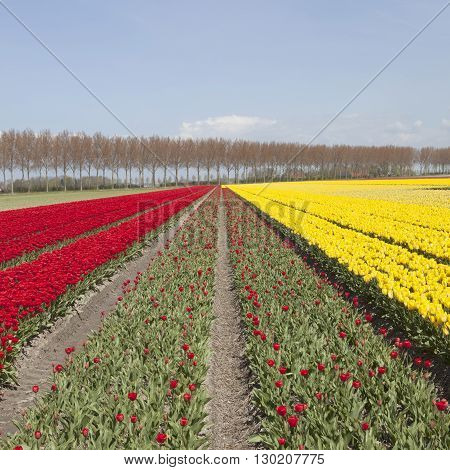 red and yellow tulips in dutch landscape with trees in noordoostpolder in the province of flevoland