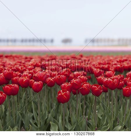 vibtant red tulips with pink flowers in the background on dutch tulip flower landscape in holland