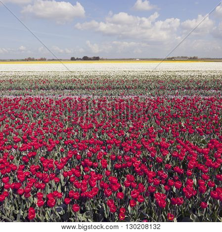 red and white tulips in colorful landscape of dutch noordoostpolder with blue sky and clouds