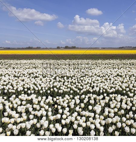 white and yellow tulips in colorful landscape of noordoostpolder with blue sky