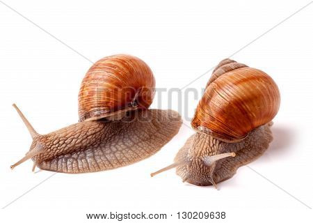 two live snail crawling on a white background close-up macro.