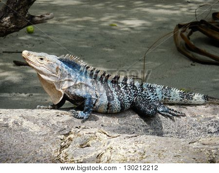 Exotic wildlife skirts the treeline and beaches of Manuel Antonio national park in Ecuador.