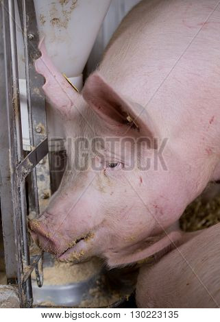 Pig Eating From Hog Feeder