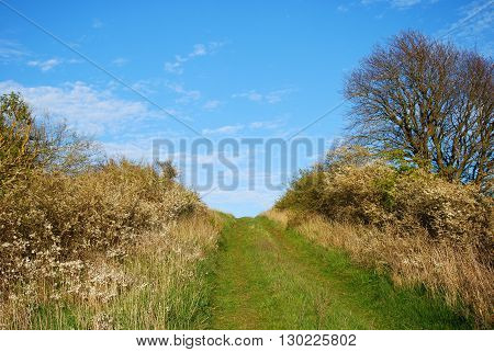 Green footpath upwards a hill surrounded of blossom blackerry shrubs at spring