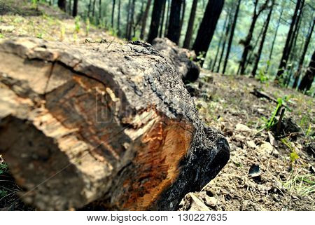 Reversing deforestation is complicated; planting a tree is simple.