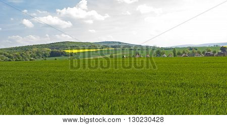 Sunny purple field in lower saxony north germany