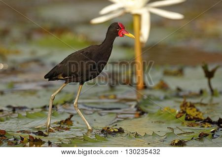 Wattled Jacana (Jacana jacana hypomelaena) using its long toes to walk on a lily pad - Panama