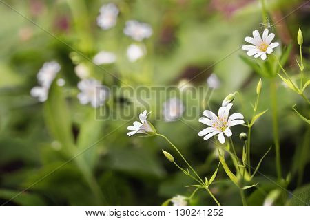 The delicate white flower detail of the Greater Stitchwort (Stellaria holostea) growing wild.