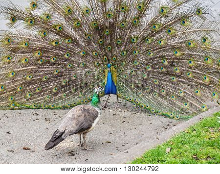 Courting ritual of a couple of urban peacocks