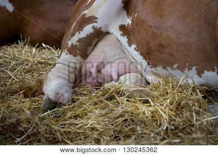 Simmental Cow's Udder