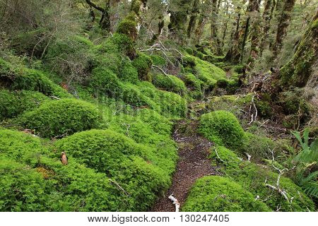 Scene on the Green Lake tramping trail. Fjordland National Park New Zealand. Forest floor covered by green moss.